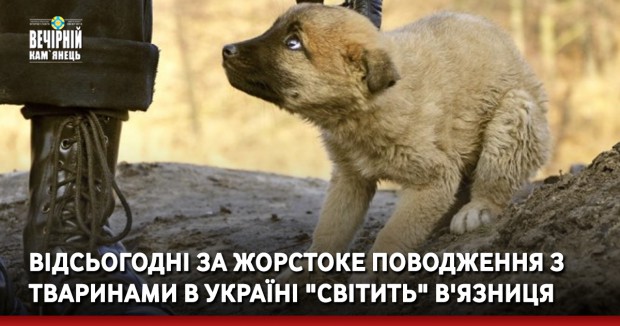 Відсьогодні за жорстоке поводження з тваринами в Україні "світить" в'язниця