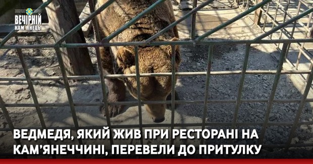 Ведмедя, який жив при ресторані на Кам’янеччині, перевели до притулку