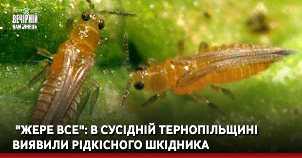  "Жере все": в сусідній Тернопільщині виявили рідкісного шкідника