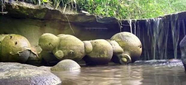 Трованти: живі камені, що ростуть в Румунії