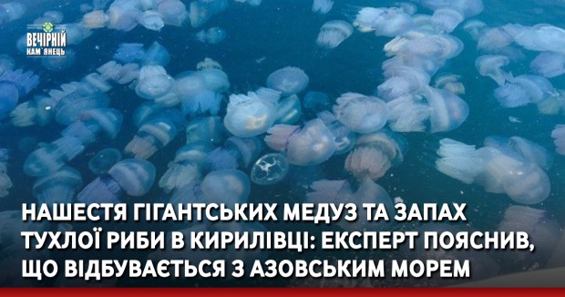 Нашестя гігантських медуз та запах тухлої риби в Кирилівці: експерт пояснив, що відбувається з Азовським морем