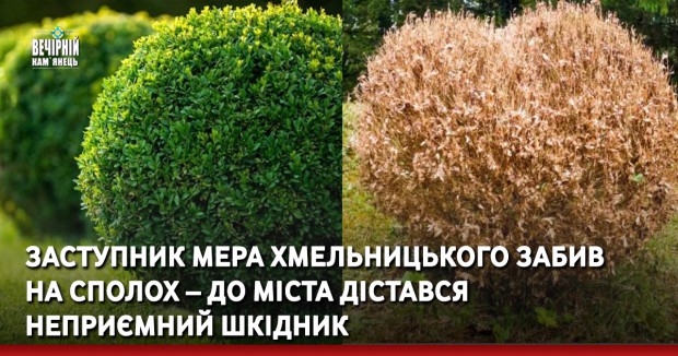 Заступник мера Хмельницького забив на сполох – до міста дістався неприємний шкідник