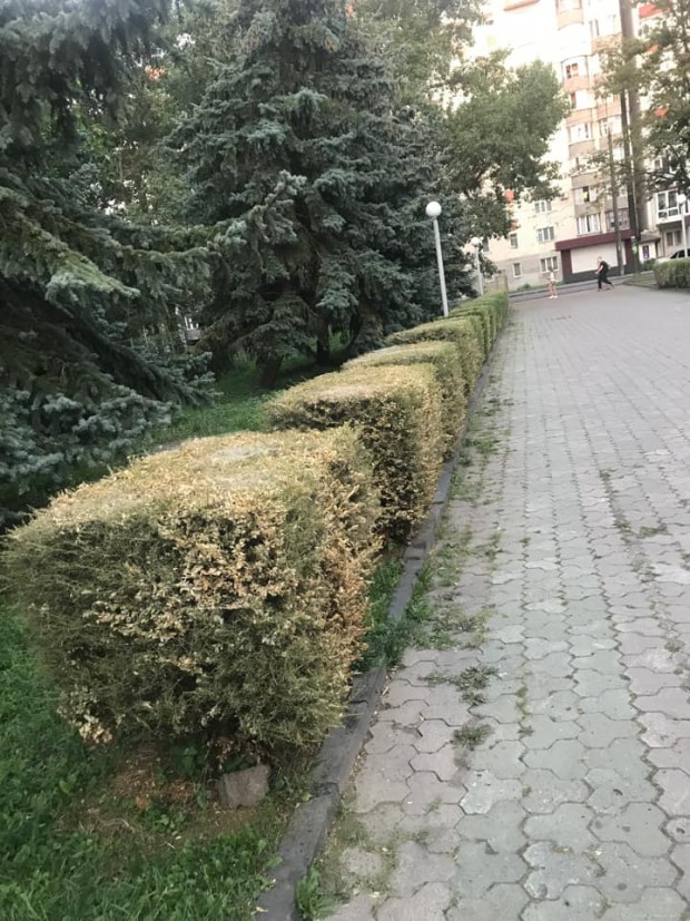 Заступник мера Хмельницького забив на сполох – до міста дістався неприємний шкідник