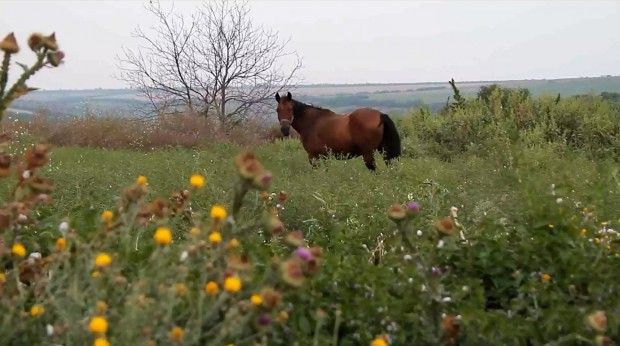 Микита Ніка власник компанії «Ніка» з продажу натуральної фермерської продукції