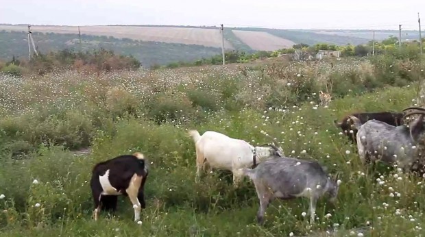 Тварини на фермі «Ніка» у селі Поплавка Одеської області