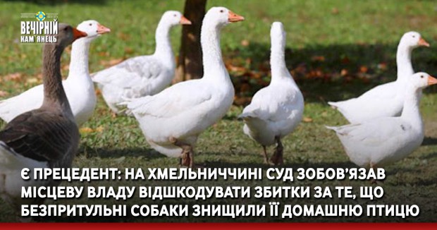 Є прецедент: На Хмельниччині суд зобов’язав місцеву владу відшкодувати 60 тис.грн. за те, що безпритульні собаки знищили її домашню птицю