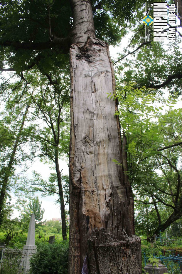 Аварійні дерева / Польсько-фільварецьке кладовище