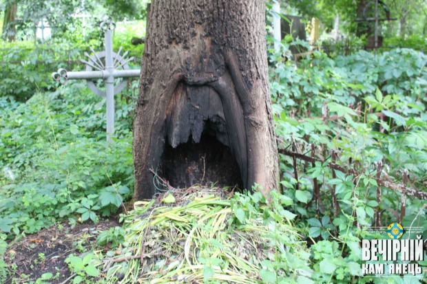 Аварійні дерева / Польсько-фільварецьке кладовище