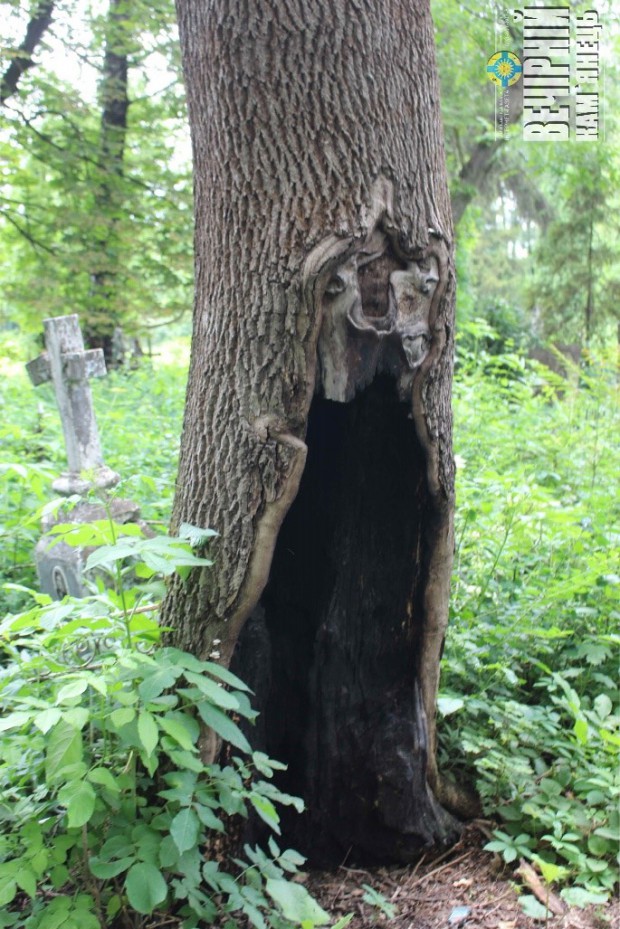 Аварійні дерева / Руське кладовище