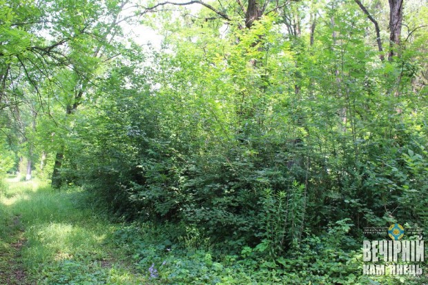 Дерева руйнують поховання / Руське кладовище