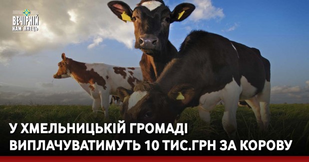 У Хмельницькій громаді виплачуватимуть 10 тис.грн за корову