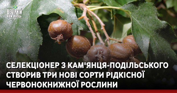 Селекціонер з Кам'янця-Подільського створив три нові сорти рідкісної червонокнижної рослини