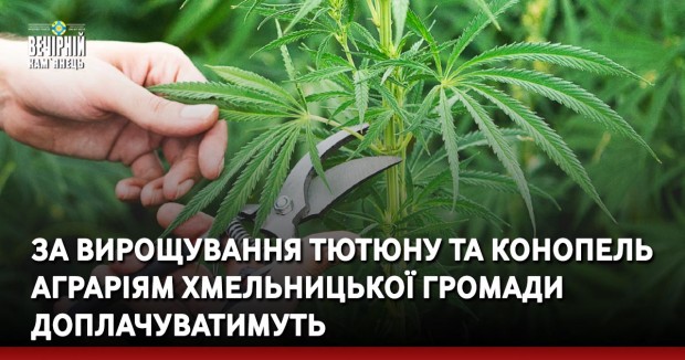 За вирощування тютюну та конопель аграріям Хмельницької громади доплачуватимуть