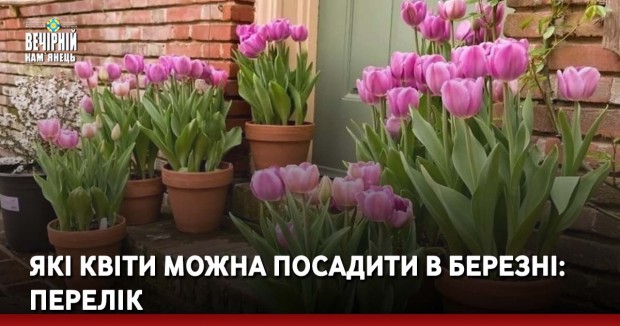 Які квіти можна посадити в березні: перелік
