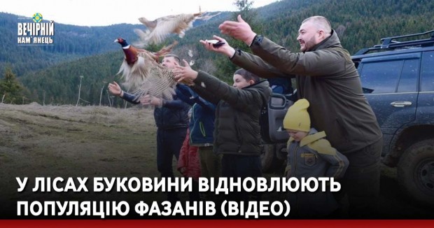 У лісах Буковини відновлюють популяцію фазанів (ВІДЕО)