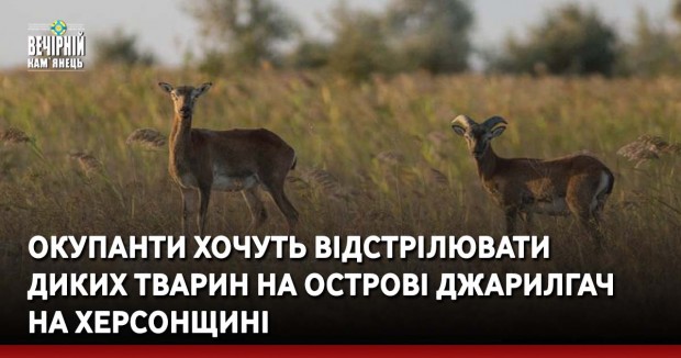 Окупанти хочуть відстрілювати диких тварин на острові Джарилгач на Херсонщині