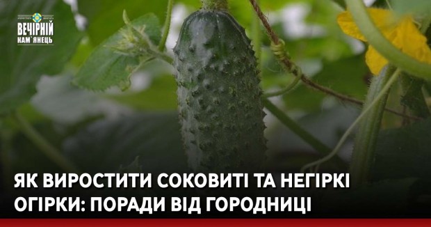 Як виростити соковиті та негіркі огірки: поради від городниці