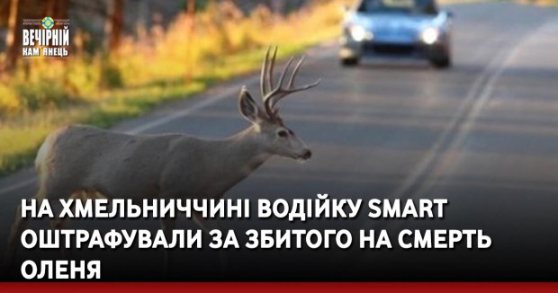 На Хмельниччині водійку Smart оштрафували за збитого на смерть оленя