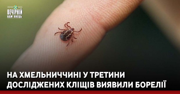 На Хмельниччині у третини досліджених кліщів виявили борелії