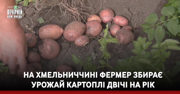 На Хмельниччині фермер збирає урожай картоплі двічі на рік