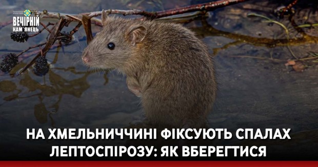 На Хмельниччині фіксують спалах лептоспірозу: як вберегтися