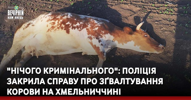 "Нічого кримінального": поліція закрила справу про зґвалтування корови на Хмельниччині