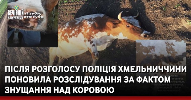 Після розголосу поліція Хмельниччини поновила розслідування за фактом знущання над коровою