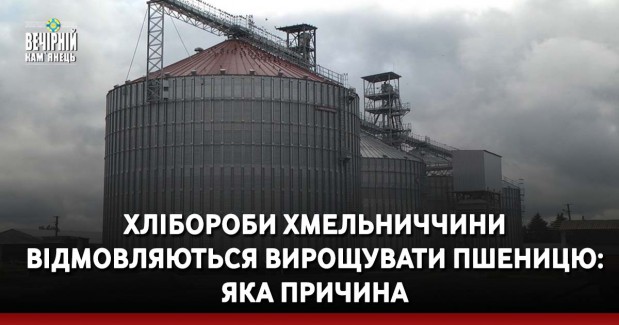 Хлібороби Хмельниччини відмовляються вирощувати пшеницю: яка причина