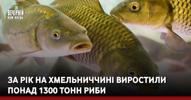 За рік на Хмельниччині виростили понад 1300 тонн риби