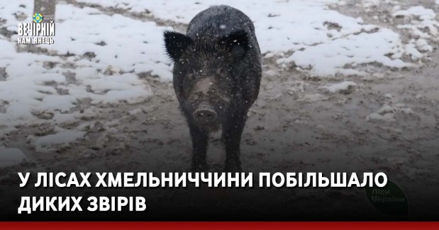 У лісах Хмельниччини побільшало диких звірів