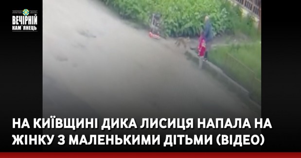 На Київщині дика лисиця напала на жінку з маленькими дітьми (ВІДЕО)