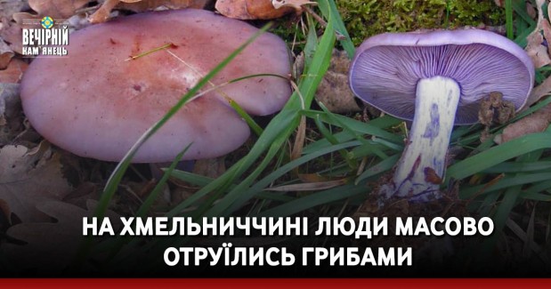 На Хмельниччині люди масово отруїлись грибами
