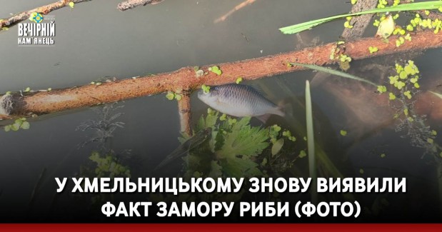 У Хмельницькому знову виявили факт замору риби (ФОТО)