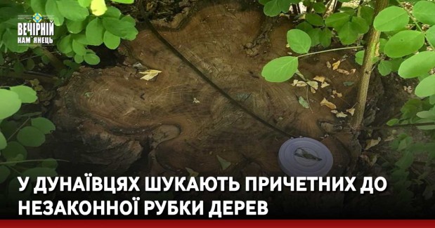 У Дунаївцях шукають причетних до незаконної рубки дерев
