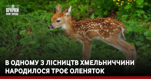В одному з лісництв Хмельниччини народилося троє оленяток