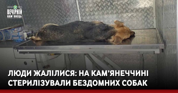 Люди жалілися: на Кам’янеччині стерилізували бездомних собак