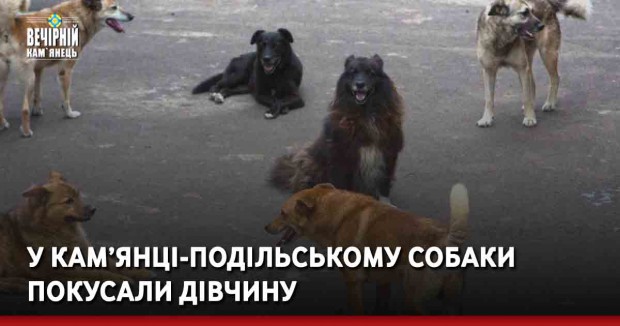 У Кам’янці-Подільському собаки покусали дівчину