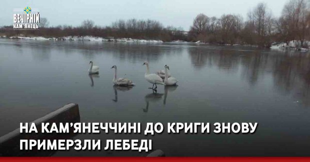 На Кам’янеччині до криги знову примерзли лебеді