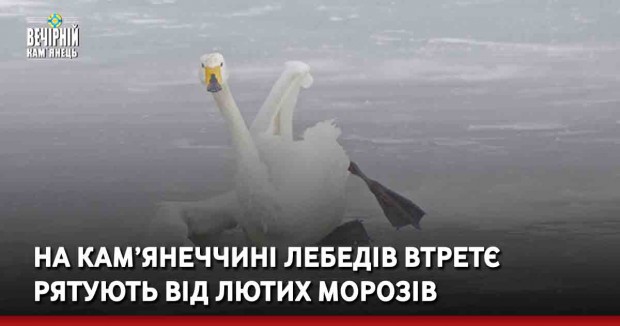 На Кам’янеччині лебедів втретє рятують від лютих морозів