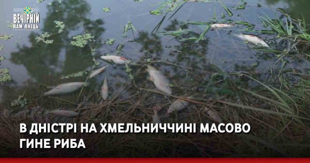 В Дністрі на Хмельниччині масово гине риба