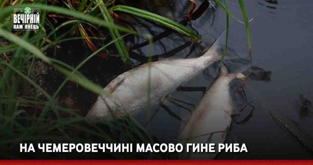 На Чемеровеччині масово гине риба