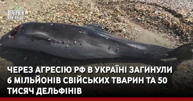 Через агресію РФ в Україні загинули 6 мільйонів свійських тварин та 50 тисяч дельфінів