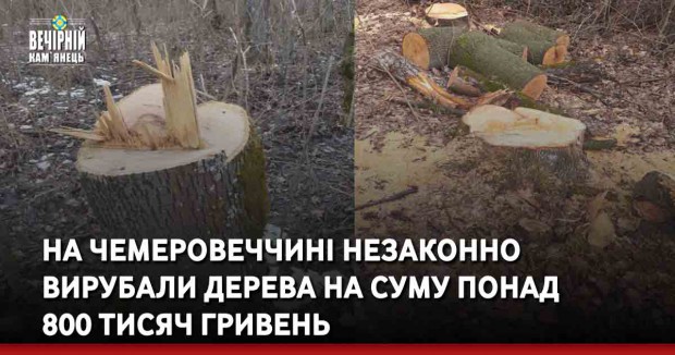 На Чемеровеччині незаконно вирубали дерева на суму понад 800 тисяч гривень