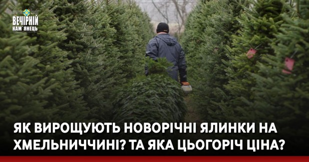 Як вирощують новорічні ялинки на Хмельниччині? Та яка цьогоріч ціна?