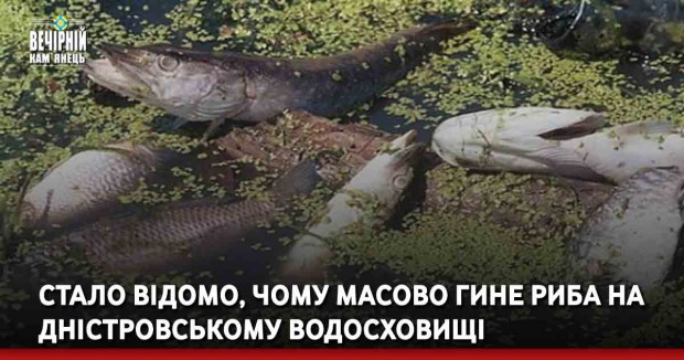 Стало відомо, чому масово гине риба на Дністровському водосховищі