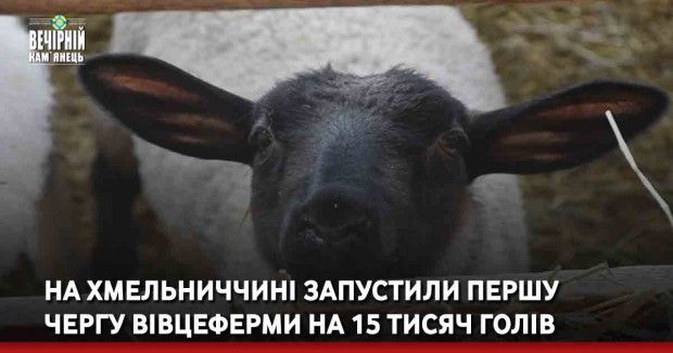 На Хмельниччині запустили першу чергу вівцеферми на 15 тисяч голів