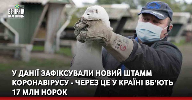 У Данії зафіксували новий штамм коронавірусу - через це у країні вб'ють 17 млн норок