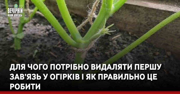 Для чого потрібно видаляти першу зав’язь у огірків і як правильно це робити