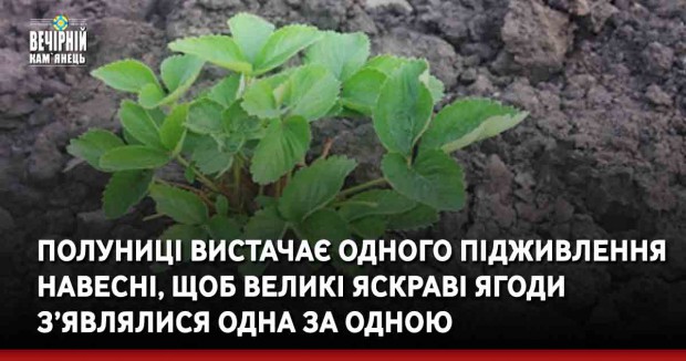 Полуниці вистачає одного підживлення навесні, щоб великі яскраві ягоди з’являлися одна за одною