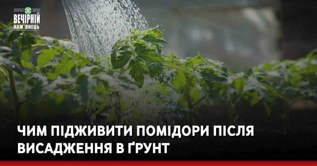 Чим підживити помідори після висадження в ґрунт